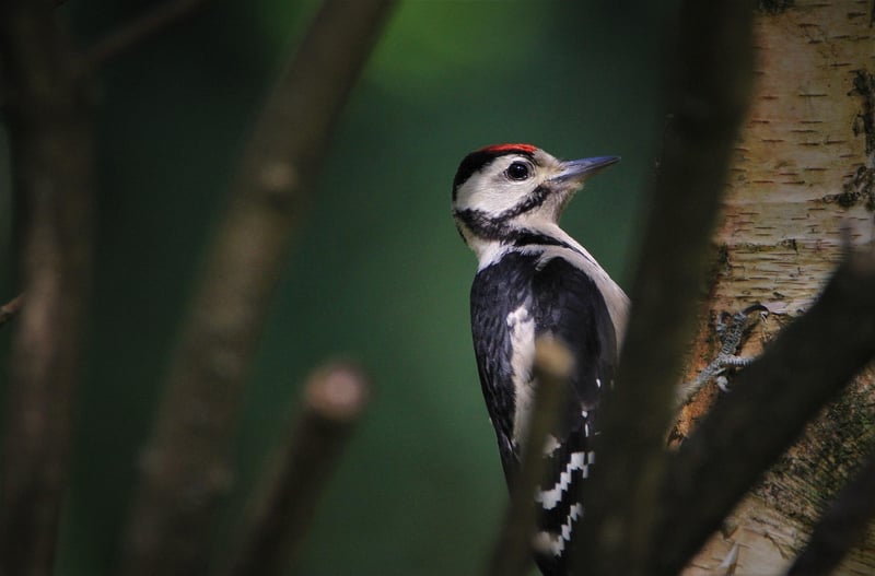 Bird Feeder